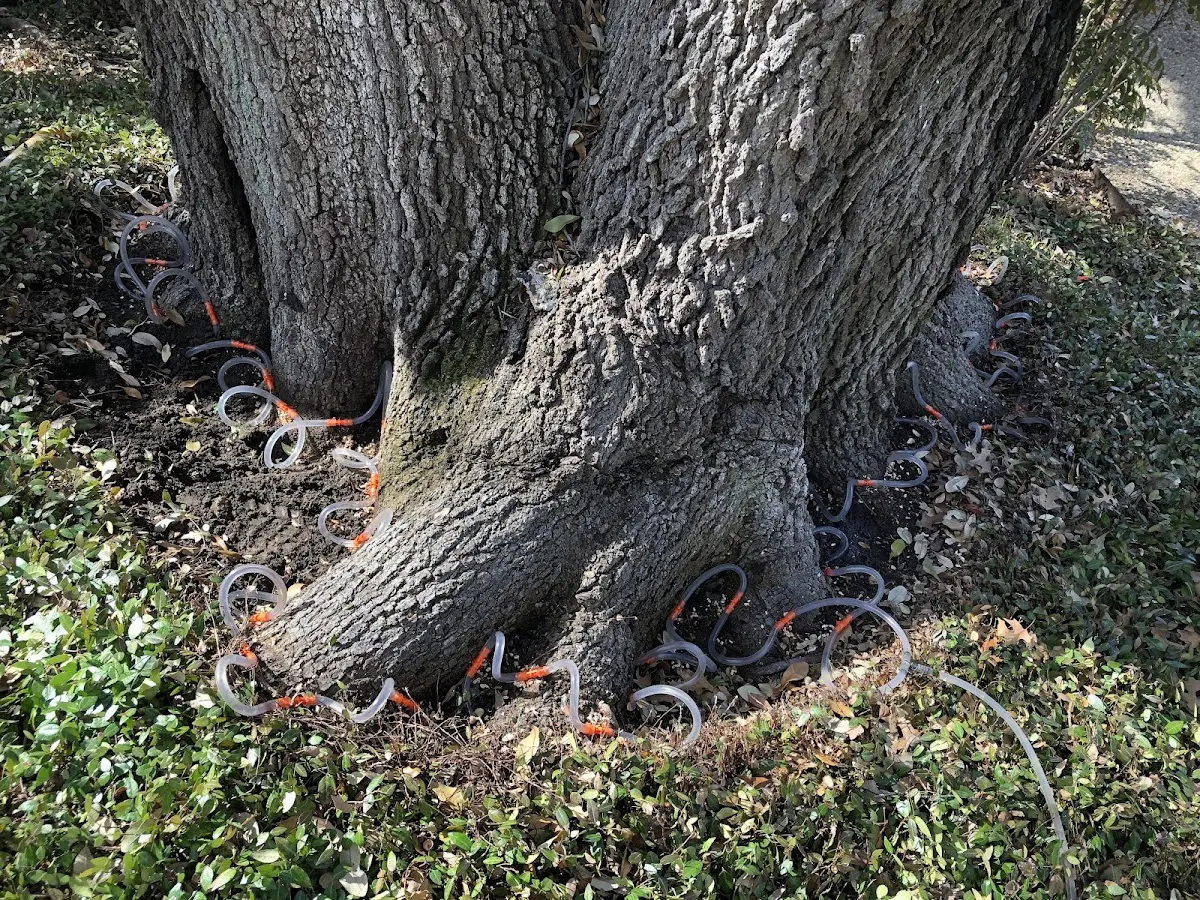 Detailed Tree Cabling and Bracing job site in Keymar