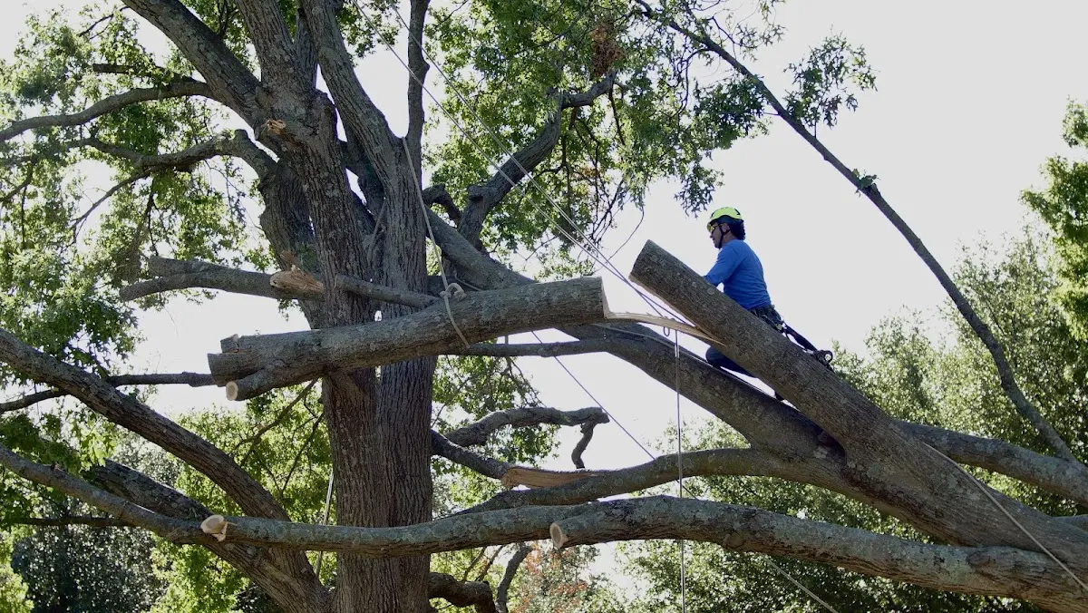 Professional Crown Thinning performed by certified arborists in Keymar