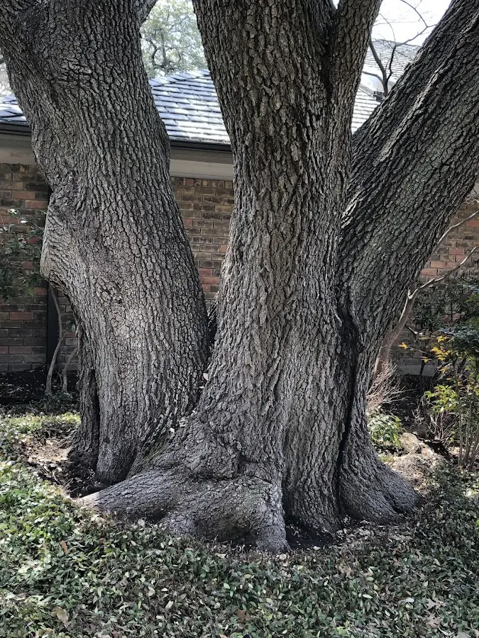 Mature heritage tree close to a Keymar property cared for by certified arborists
